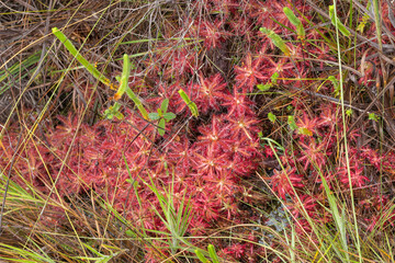 Large clump of Drosera graomogolensis in nature close to Grao Mogol in Minas Gerais, Brazil