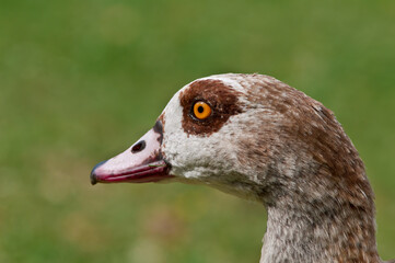 Feral Egyptian Goose (Alopochen aegyptiacus) in park, Keil, Schleswig-Holstein, Germany