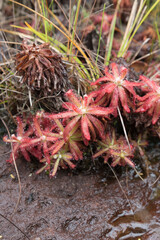 Brazilian Wildflower: Drosera graomogolensis (a carnivorous plant) seen in natural habitat close to Grao Mogol in Minas Gerais, Brazil