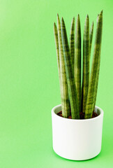 Sansevieria cylindrica on a green background