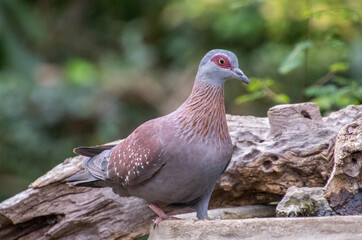 A pigeon isolated at a water feeder in a suburban garden image in horizontal format