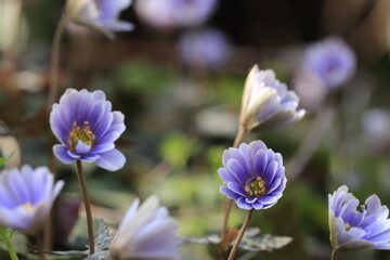 
早春のユキワリイチゲ（雪割一華）