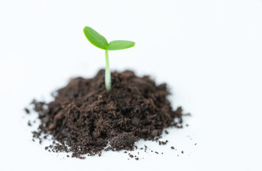 One small green seedling sprouting out of the soil on a light background	