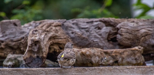 A small black-throated canary drinks water in an urban garden image in horizontal format