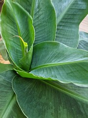 Tropical banana leaf texture background