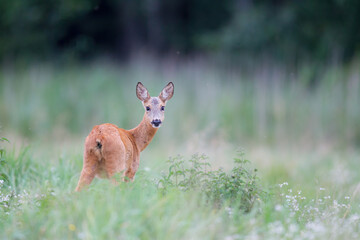 Sarna © Pawel