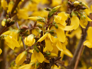 Close-up on flowers with blooming yellow flowers and  buds on brown stems of Border forsythia ...