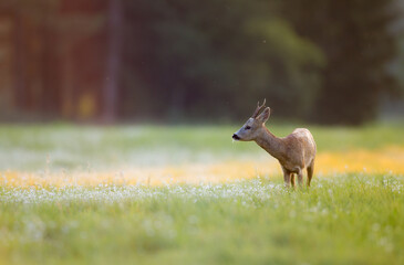 Sarna © Pawel