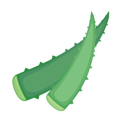 Aloe vera. Two green leaves of a medicinal plant used in cosmetology and medicine. Vector illustration isolated on a white background for design and web.