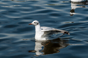 Molting Black-headed Gull (Larus ridibundus) in park, Hamburg, Germany