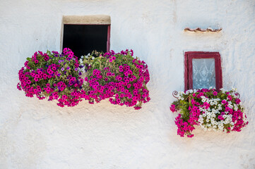 Fototapeta na wymiar flowers in the oldtown of Monopoli in Puglia