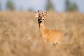 Sarna © Pawel