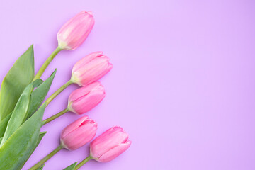 Pink tulips lie on a pink background, copy-space