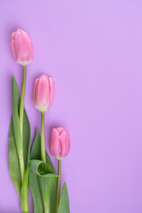 Three pink tulips lie on a pink background, copy-space