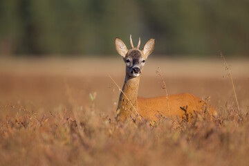 Sarna © Pawel