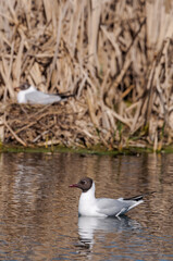 Black-headed Gulls (Larus ridibundus) at colony, Moscow region, Russia