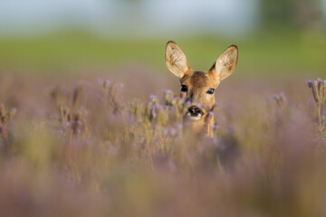 Sarna © Pawel