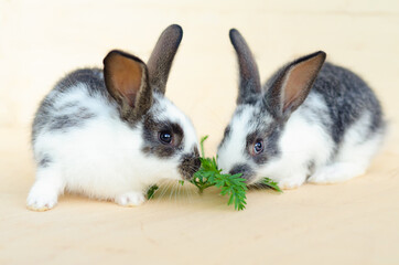 Fototapeta premium two little baby rabbit, bunny eating lettuce leaves and carrot. food for rodent, pet. happy easter concept. copy space, place for text