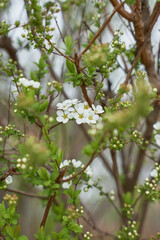 白い花