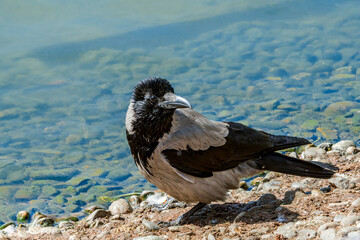 Hooded Crow (Corvus cornix) in park, Central Russia