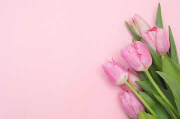 Bouquet pink tulips on a pink background.Top view 