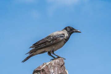 Hooded Crow (Corvus cornix) in park, Central Russia