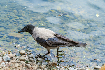 Hooded Crow (Corvus cornix) in park, Central Russia