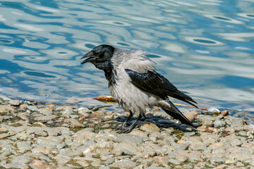 Hooded Crow (Corvus cornix) in park, Central Russia