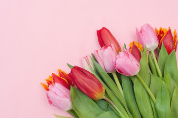 Pink and red tulips on a pink background. Place for your text. 