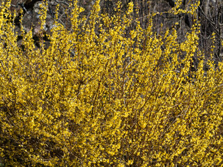 Forsythia intermedia or Border forsythia. Beautiful shrub with branches bending like graceful...