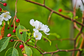 Abnormal flowering of an apple tree in autumn on branches with mature apples. A consequence of global warming. Beautiful white flowers. Rosales.