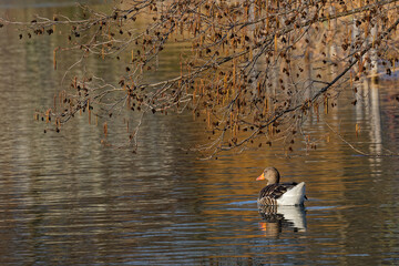 Early morning lights of dawn on the lake shore. Parc de la Tete d'Or is one of the larger city park in France