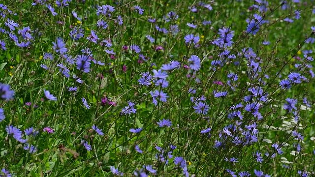 Wild meadow with the blooming chicory and herbs