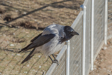 Hooded Crow (Corvus cornix) in park, Central Russia