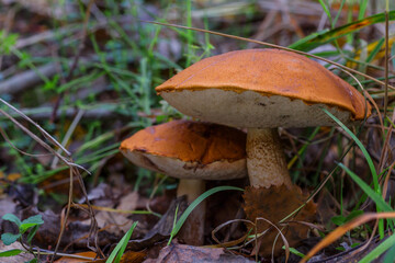 Cute penny bun mushroom is growing in the grass. The beautiful small brown cap of a cep is in the...