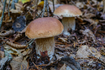 Mushroom in forest Porcino, bolete, boletus.White mushroom on green background.Natural white mushroom growing in a forest.