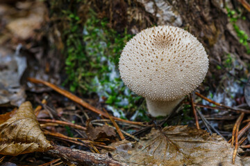 Close-up of a fungus called Common Puffball (Lycoperdon Perlatum)common puffball, warted puffball, gem-studded puffball). White mushrooms in the autumn forest.