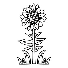 
sunflower doodle on the white background