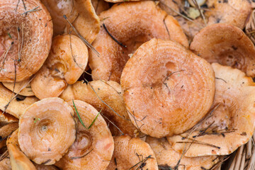 Basket with mushrooms (Lactarius deliciosus).Saffron milk caps or lactarius deliciosus showing its texture