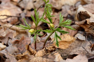 anemone bud and green leaves grows in the forest on the background of dry leaves. wild forest flowers in spring. first spring forest flowers
