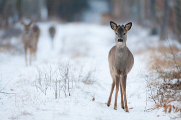 Sarna © Pawel