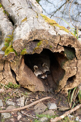 tired raccoon in a tree den in the wild park