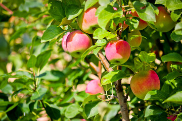 Ripe red apples on a branch of an apple tree close-up.