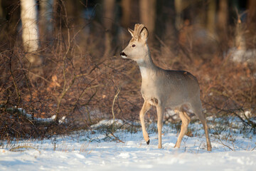 Sarna © Pawel