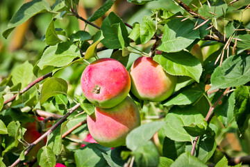 Ripe red apples on a branch of an apple tree close-up.