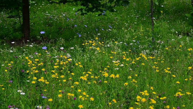 Fragment of the forest edge with blooming different herbs. Russia