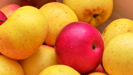 last year's yellow and red apples are slowly fading, macro