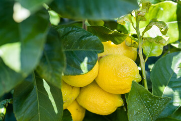 Lot of ripe lemons grow on a green branch