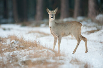 Sarna © Pawel
