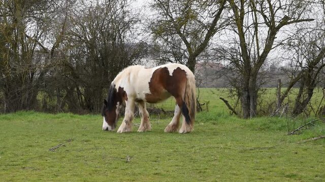 A Gypsy horse (Irish cob) in the field
